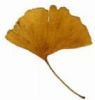 Ginkgo Biloba Extract